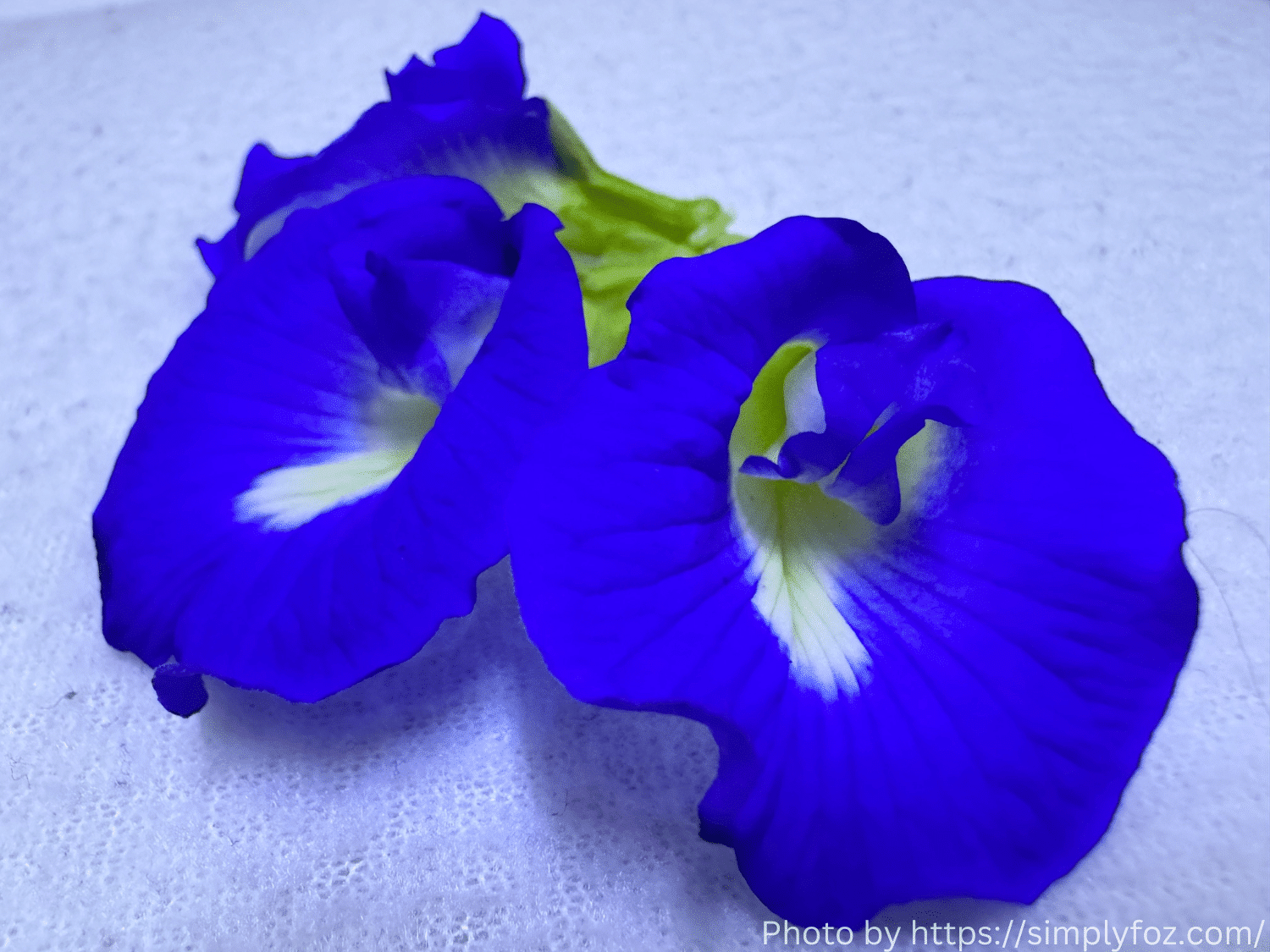 زهور الشاي الزرقاء blue pea tea